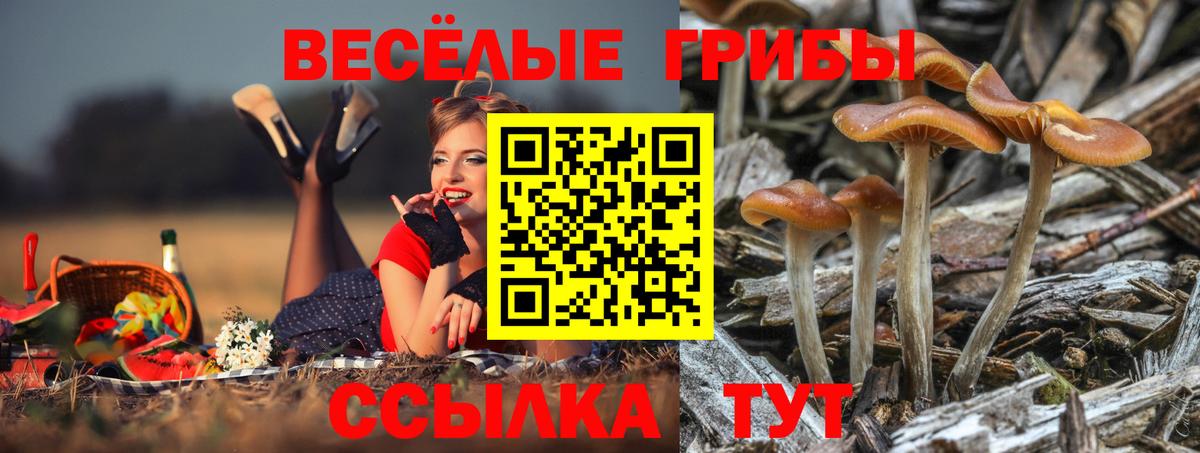 Сокол  Галлюциногенные грибы прущие грибы  Псилоцибиновые грибы MAGIC MUSHROOMS  Вход с VPN 